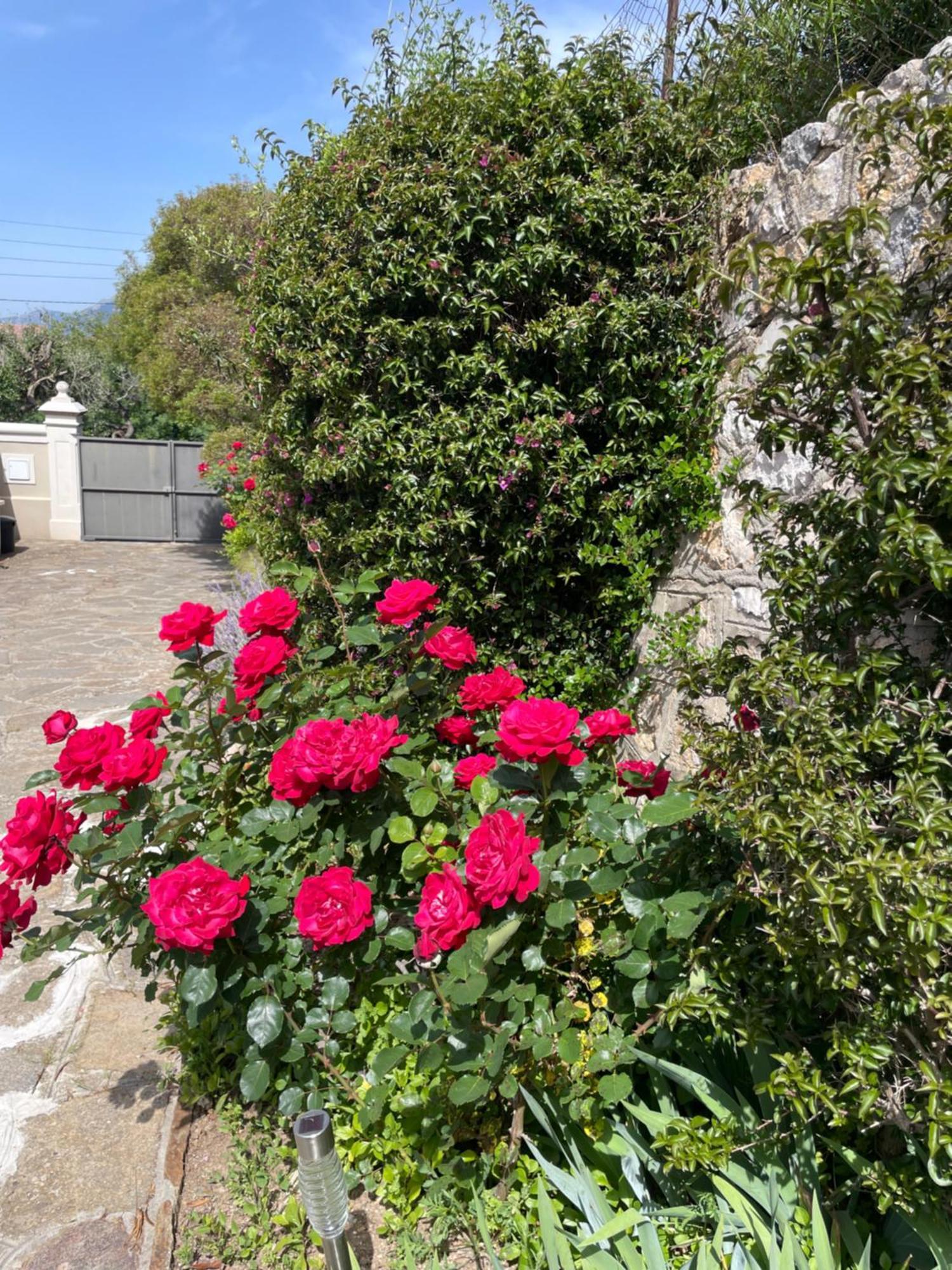 Les Trefles Apartment Hyères Екстериор снимка